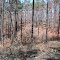View of the woods, Eglin AFB FL