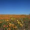 Wildflowers
