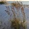 Clump of Sea Oats