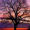 Evening Oak Tree