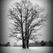 Tribute to Ansel Adams