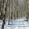 Wooded Path in Winter
