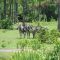 Small herd of Zebras at the zoo