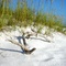 Driftwood, Pensacola Beach
