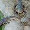 Grinning Gators