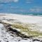 Gulf Islands National Seashore - BP Oil Spill