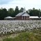 Cottonfield across the road from the church
