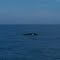 Humpback Whale