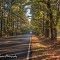 Fall Shadows