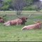 Texas Longhorn Cattle, King Ranch, Texas