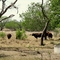 Santa Gertrudis cattle