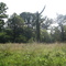 Site of Indian School, c. 1940, looking east from the road, August 2009