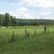 Horses in pasture