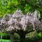 Coleman's tree