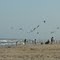 Birds on the beach