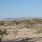 Feral Dog in the Desert