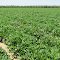 Sweet potato field