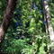 Woods In Garberville
