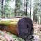 Redwood Forest, near Phillipsville, CA.