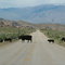 Cow Crossing