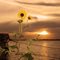 Goodnight Sunflower