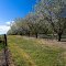 Orchard on Sierra Road