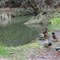 Friendly Quackers