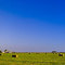 Hay Fields