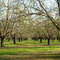Almond Orchards