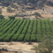 Citrus farms, CA