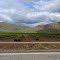Citris field off of Hwy 216 inbetween Woodlake & Hwy 198, 3/2012