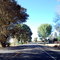Moving Road Trees