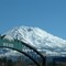 Shasta with Weed