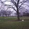 Tree Farm near Keokuk Falls