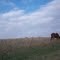 Lonely horse...