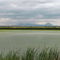Flooded Rice Fields