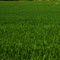 Rice in front of the Sutter Buttes