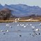 Wild Birds of the Valley