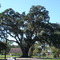 Back Brusly Oak Tree - 400yrs+