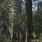Big Trees