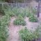 Backyard Ganja