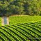 Vineyard Rows and Golden Light