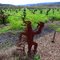 Dry Creek Valley Floor Vineyards @ Yoakim Bridge --> ESE (Head pruned, old vine, Zinfandel)