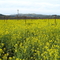 Early Spring Mustard, Dry Creek Road