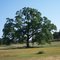 Big Oak Tree