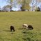 Grazers