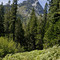 Poison Canyon