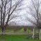 Orchard in the Delta