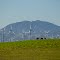 Mount Diablo, wind turbines and sheep