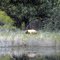 Black Bear at Ahjumawi  Lava Springs SP